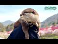 [元ネタ] 【悲報】満開の花桃の里で泳ぐカワウソたちにまさかの悲劇。楽しみにしてた「あのお店」が消えて、しょんぼり姿が切なすぎる…
