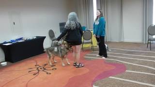 Service dogs, practice saying no petting
