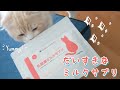 腸活ココちゃん/猫用乳酸菌ミルクサプリ