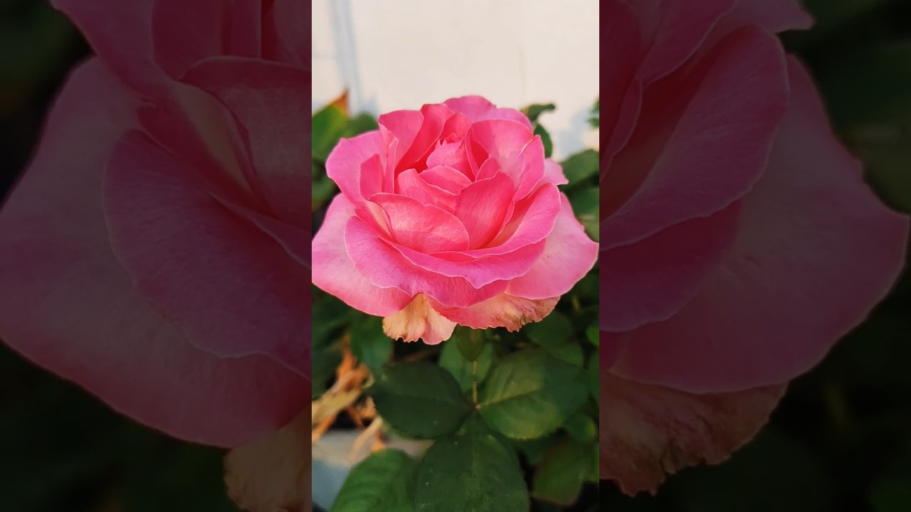 beautiful flowers in my terrace garden