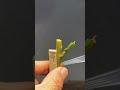 Loquat grafting technique sharing: #graftingtechniquesharing #graftingtechnique