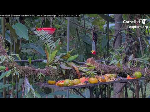 Panama Fruit Feeder Cam at Canopy Lodge thumbnail