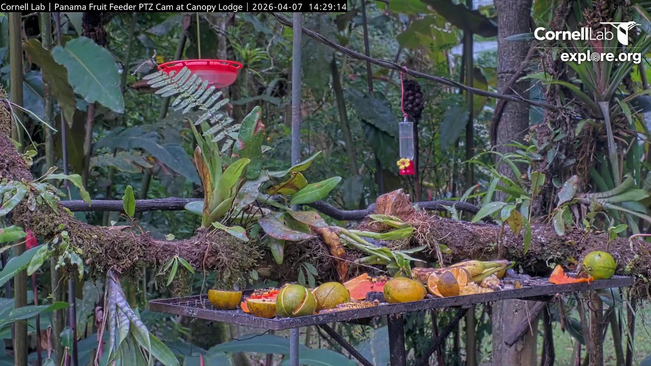 PANAMA FRUIT FEEDER CAM AT CANOPY LODGE visual data 2