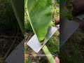 Dieses Messer Kann Bananenblätter Wie Papier Schneiden Selbst Die Tollpatsche Können Ihre Messer