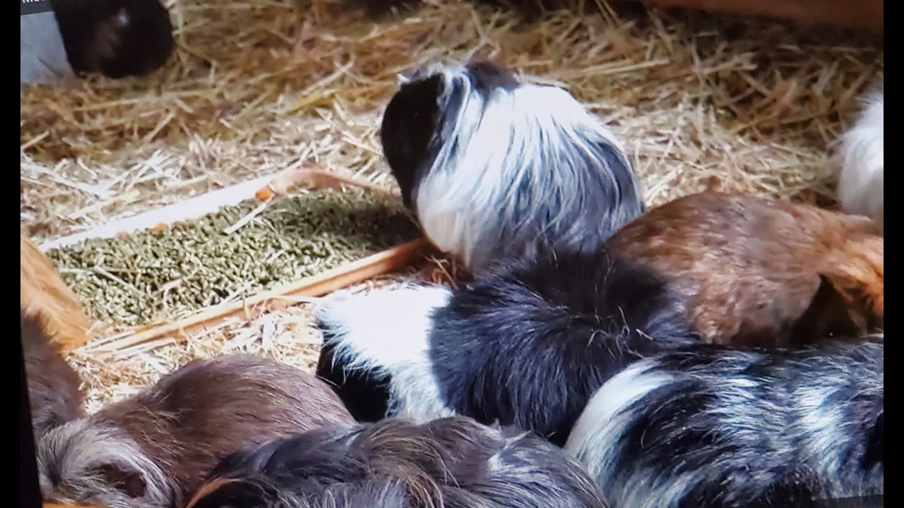 The Daily Munch: Cute Guinea Pig Compilation