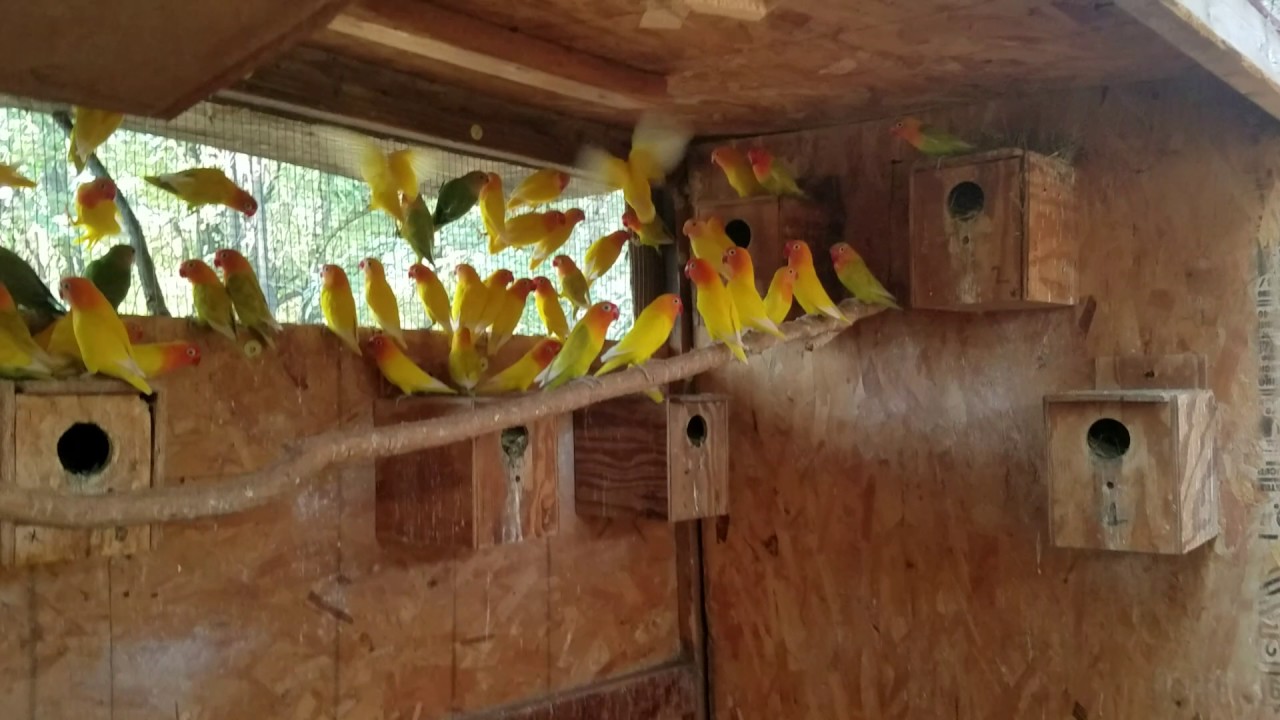 Breeding Room lovebirds YouTube