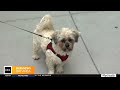 SF SPCA provides ways to keep your pets safe during summer season
