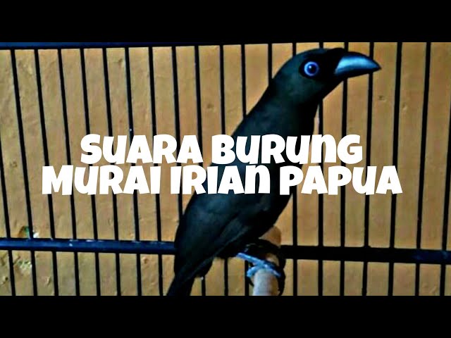 TERNYATA BEGINI SUARA ASLINYA BURUNG MURAI PAPUA IRIAN class=