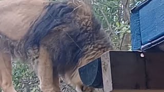 Lion&Tiger #lion #tiger #animals #zoo