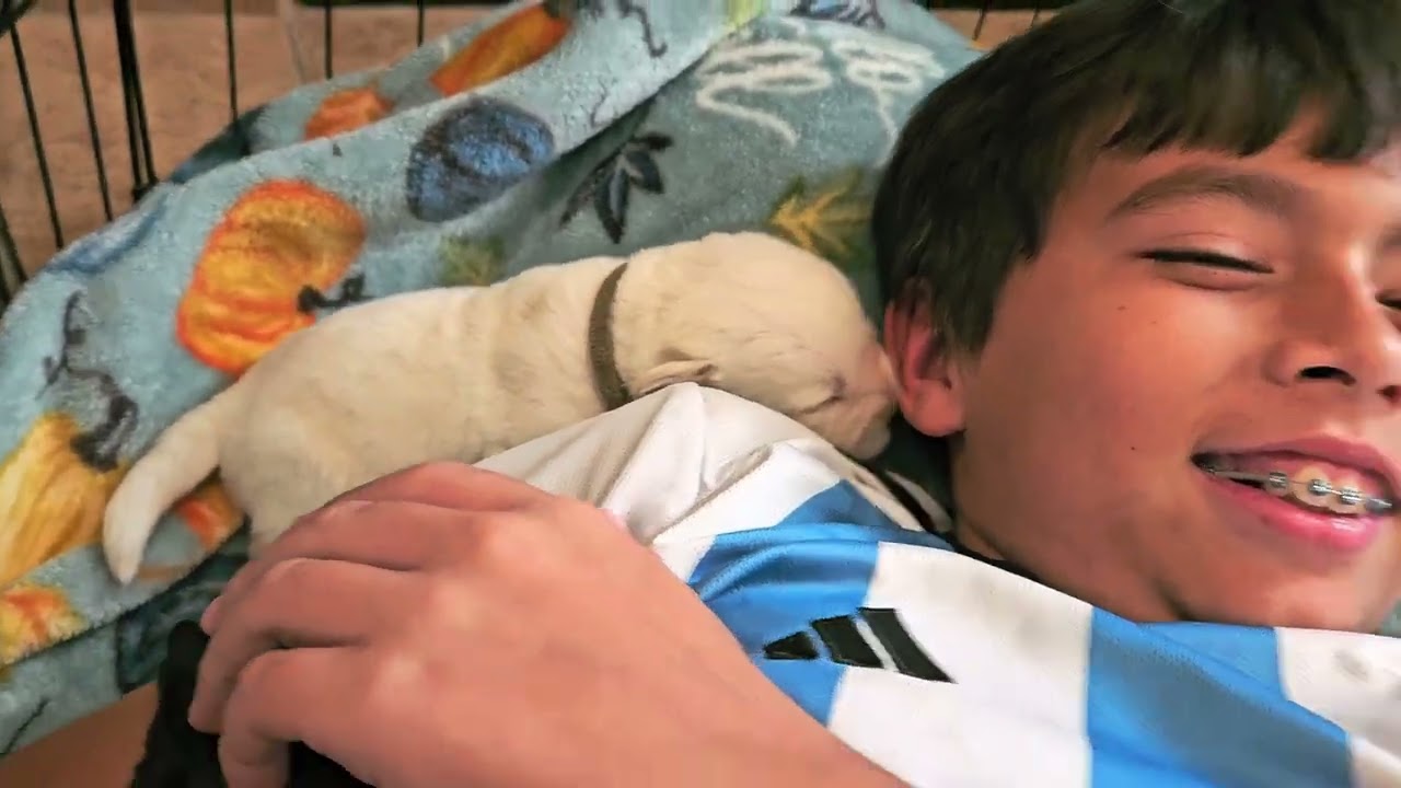 Labrador Puppies 2 weeks old