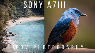 POV Photography with Sony A7III/Sigma 100-400mm - Relaxing Island Nature by Ryuta Ogawa 19,382 views 3 years ago 10 minutes, 6 seconds