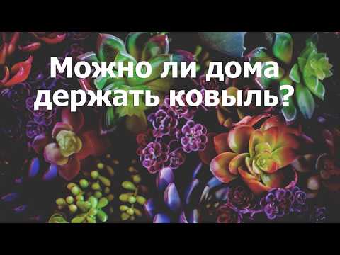 Можно ли дома держать ковыль?