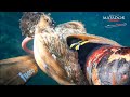 pesca sub | POLPONI DIFFICILI 2021 spearfishing arbalete Matador