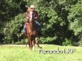 Shelton Farm Peruvian Horses