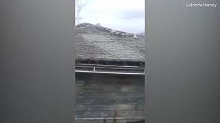 Terrifying moment giant python is found crawling on Detroit garage