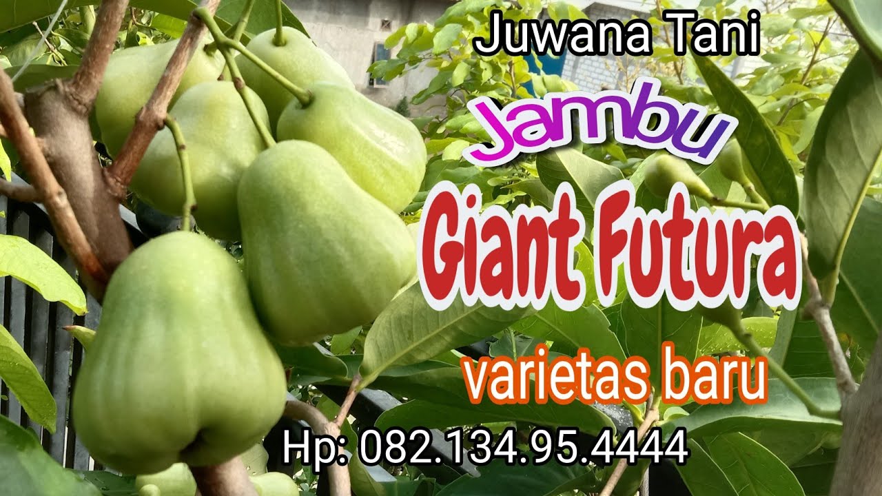 Jambu Giant Futura jambu jumbo varietas baru.