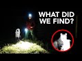 Nighttime Predator Patrol with Guard Dog  | Livestock Guardian Dog at Work