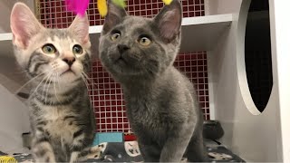 Owen & Niall Adorable Rescued Kittens for Adoption by Carin - Cats & Good Vibes 2,233 views 2 years ago 4 minutes, 4 seconds
