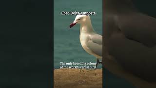 Ebro Delta Flamingos & Views | Ampostan Espana | Syed Sin Mapa / Life In Spain #amposta #ebro