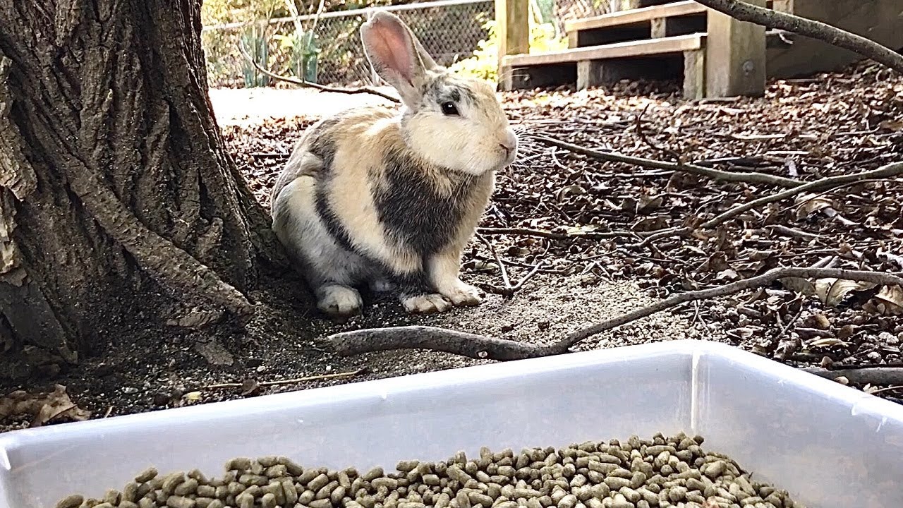 The moment when wild rabbits open their hearts to humans - YouTube