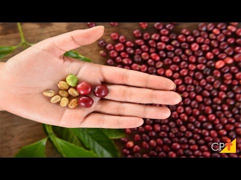 Vídeo: Qual é A Aparência Do Café Verde?