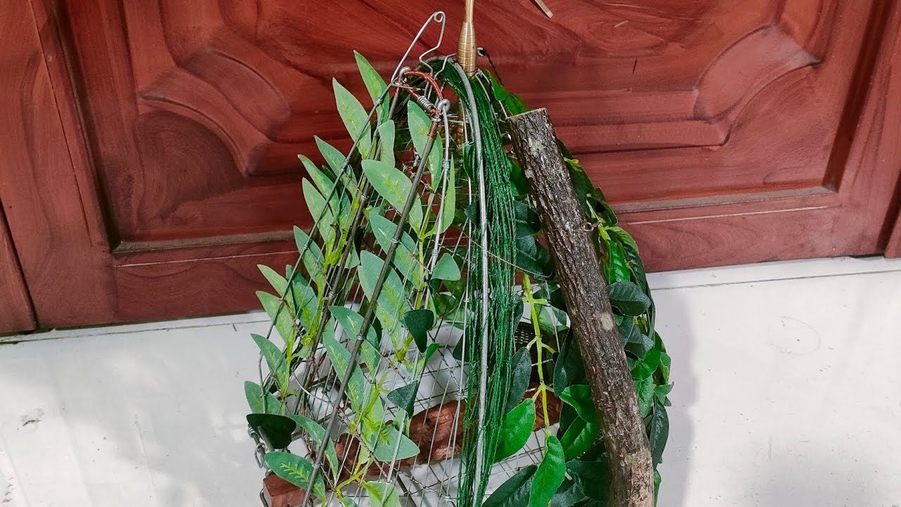 Lục cu bay dinh, bay dinh, lục lá.