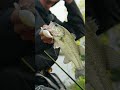 おかっぱりにもちょうどいいクランクベイト #shorts