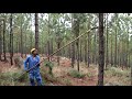 Low and high pruning in pine plantation forests