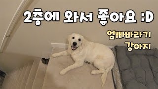 Danbi no longer fears the 2nd floor l Golden Retriever Danbi