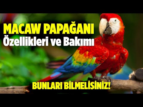 Macaw Papağanı Özellikleri ve Bakımı - Pratik Bilgi Bankası