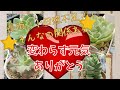 ｟多肉植物｠長雨でも日照不足でも元気でいてくれる✨‼️そんな子達もいるんです