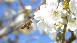 Bees - Slow Motion Panasonic GH4