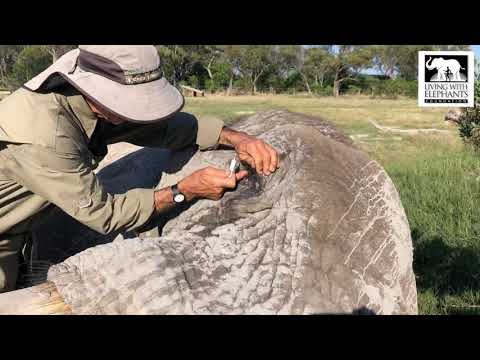 Video: Botswana Vil Tillate Elefantjakt Igjen