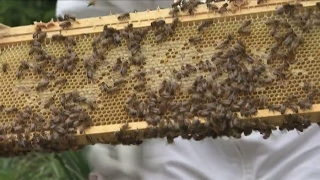 The Buzz on Why Bees Matter in your Garden