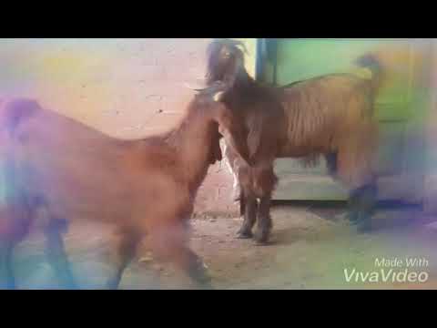 مساء الخيرات الشبعانه كسبانه ملك النوادر