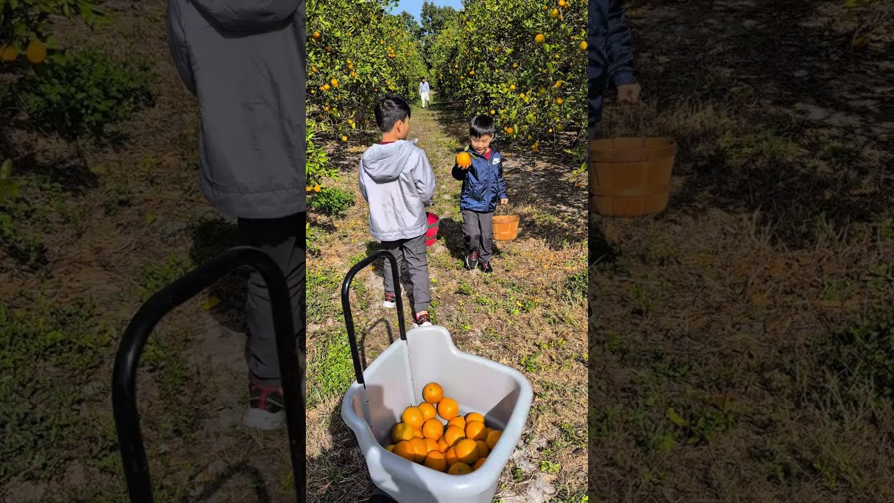 Dooley Groves U Pick Farm | ORANGES | GRAPEFRUITS | HONEY BELLS | FL