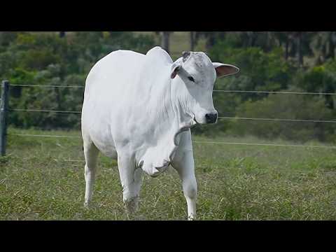 LOTE 01 - CSCC 9894