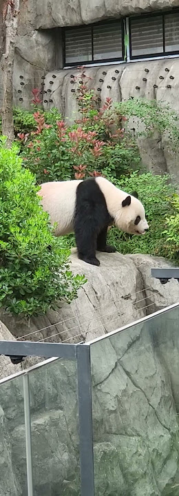 Ueno Zoo with it's famous Panda #tourguiding #tourguideservice#japantourism#alttravels#uenozoo