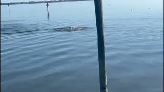 Rare Dolphin Sighting? Pod Feeding in the Indian River Lagoon | Melbourne Riverwalk Morning Wildlife