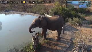 Sept 24 2022: African elephant plays with water 2 - dribbles water into its trunk at Rosie’s Pan