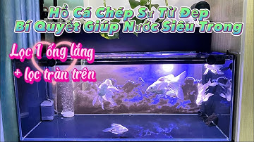 Hồ Cá Chép Sư Tử 300l Khá Đẹp - Lọc 1 Ống Lắng + Lọc Tràn Trên Nước Siêu Trong.Hồ em Minh Thủ Đức.