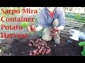 Allotment Diary : First Container Sarpo Mira Potato Harvest. Some huge ones