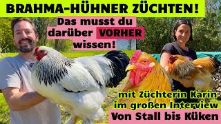 Brahma-Hühner: Das musst du VORHER wissen über Stall, Auslauf, Legeleistung, Küken, Zucht und Hähne