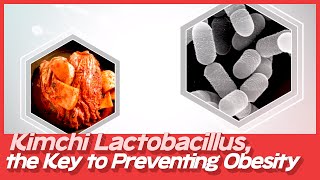 Kimchi Lactobacillus, the Key to Preventing Obesity