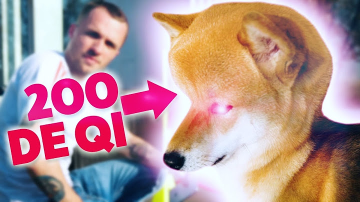 Mon chien est le plus intelligent (objectivement)