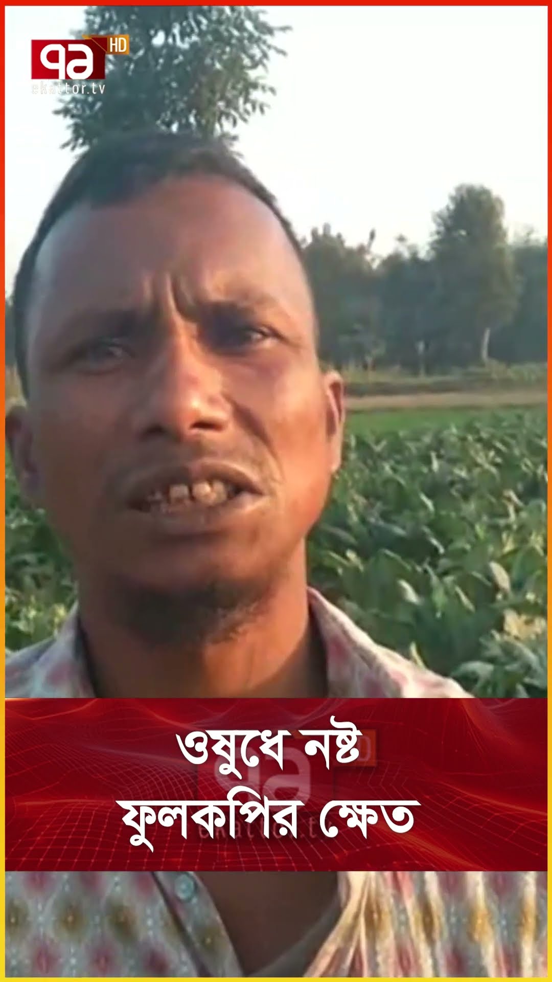 ওষুধে নষ্ট ফুলকপির ক্ষেত