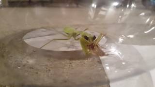 Praying mantis eats cricket alive
