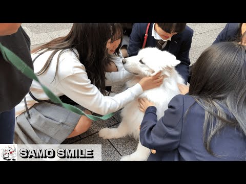 【じぃちゃんサモエド】ボケ・ツッコミ、大騒ぎだよ!神戸南京町 /Samoyed is surrounded by students. Kobe Nankinmachi.