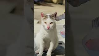 Cat cute 🥰 #cat #trending #explore