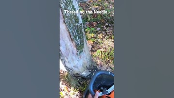 Threading the Needle 🪡 #trending #shorts #short #video #youtube #logging #arborist #nature #work#yt